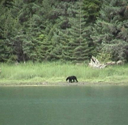 Bear On The Shore