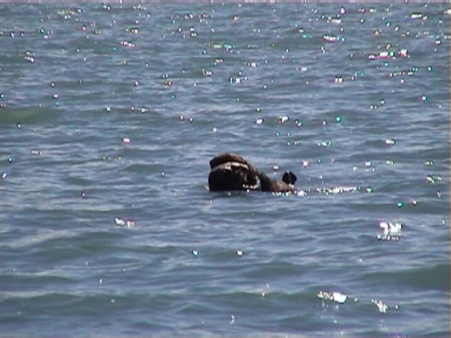 Mum and Pup in the Sun