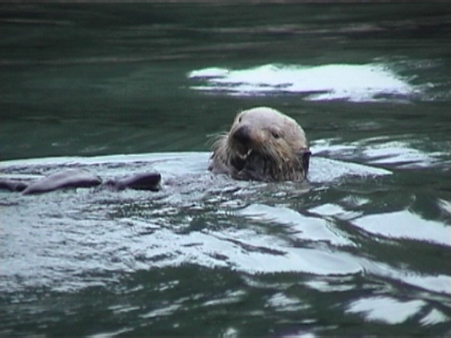 Otter crunches mussels