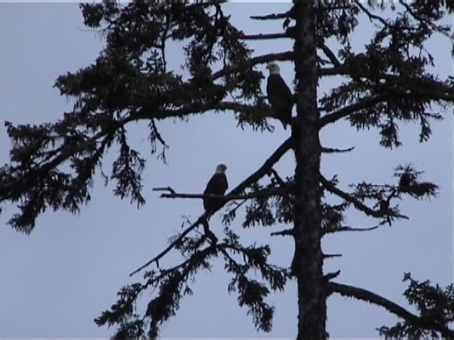 Two Bald Eagles