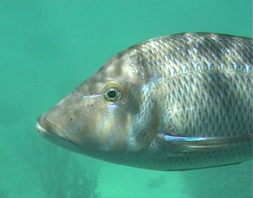 Spangled Emperor