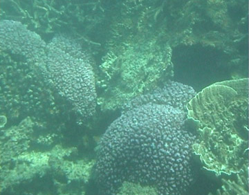 More Coral