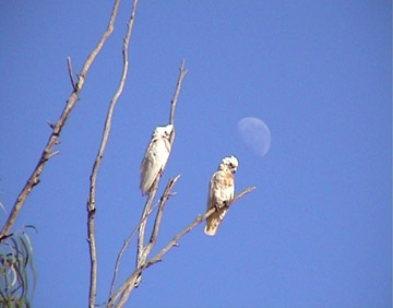 Corellas
