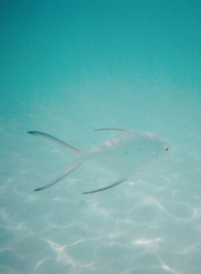 Spotted Darter