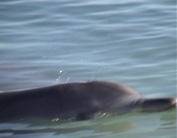 Dolphin Nicky