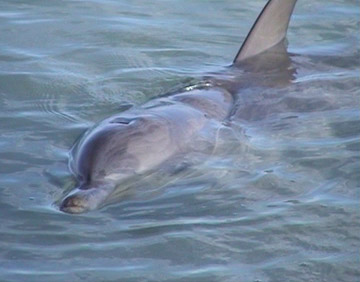 Dolphin nose