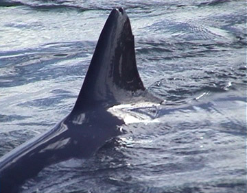 Nicky's Fin