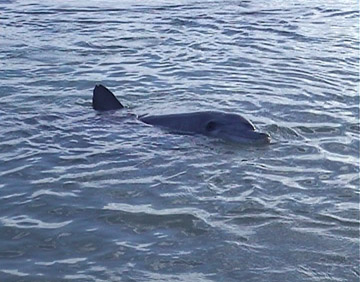 Dolphins
