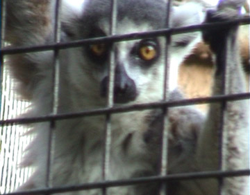 Lemur father