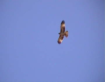 Osprey