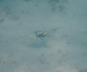 Parrotfish