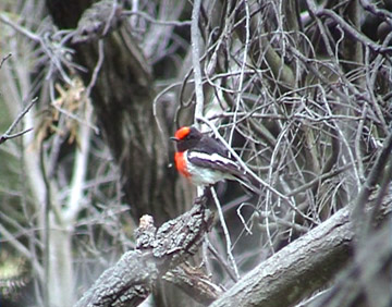 Red Wren