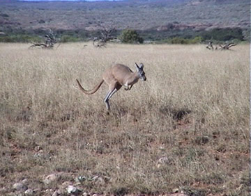Roo bouncing