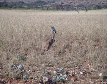 Roo sitting