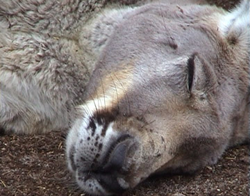 Roo sleeping