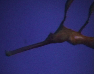 Leafy sea dragon