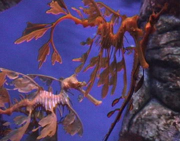 Leafy sea dragons