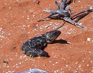 Blue-mouth skink