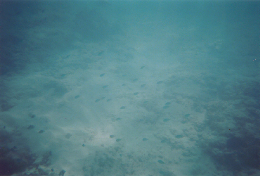 Small Fish on Coral