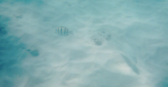More fish on coral