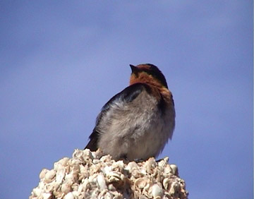 Swallow