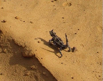 Thorny Devil