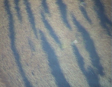 Sumatran Tiger Skin