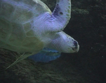 Turtle