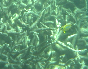 Fish over Coral