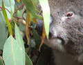 Native Wildlife