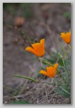 Orange flowers