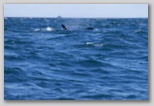 Orca head and dorsal fin