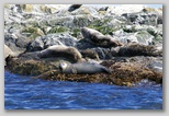 Basking seals