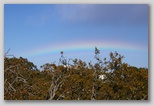 Rainbow and trees