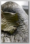 Still life leaf
