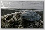 Still life shell