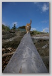 Cat on a tree
