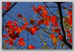 Leaf colours