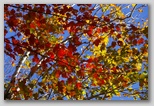 Yellows and reds
