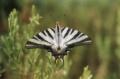 ../Baz/butterfly.jpg (23 Kb)