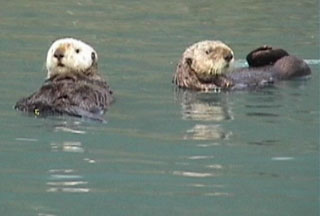 sea otters