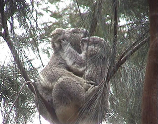 koalas