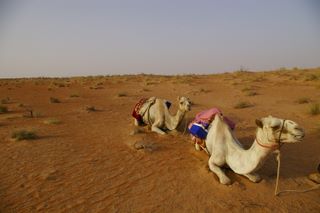 camels