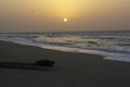 turtle sunrise, oman