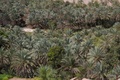 palm trees, oman