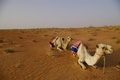 camels resting, oman