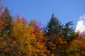 fall colour