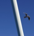 millennium bridge and gull