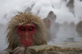 snow monkey, Japan