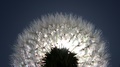 dandelion sunset